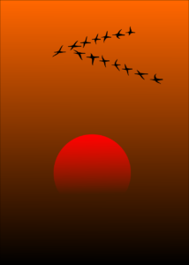 Red Sun Birds Orange